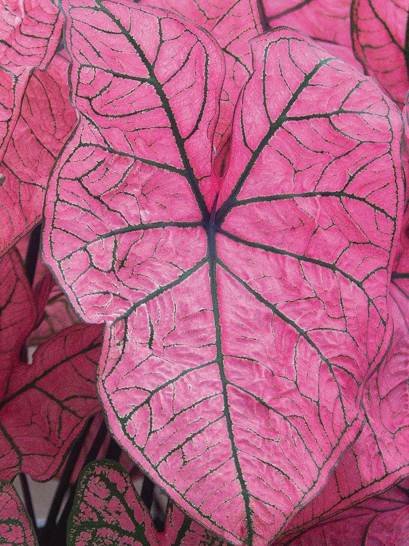 Caladium Fancy Leaf Spring Fling (Caladium)