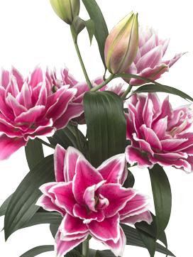 Lilies Double Oriental Roselily Samantha (Double Oriental Lilies - Pre-Order for 2024)