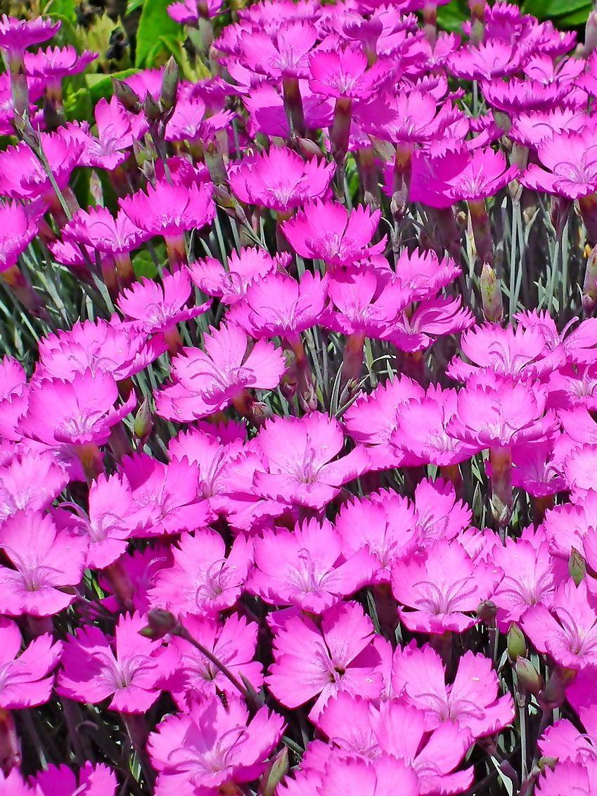 Dianthus Fire Witch (Pre-Order for 2024)