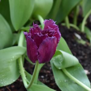 Tulip Fringed Purple Crystal