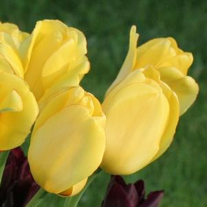 Tulip Darwin Hybrid Novi Sun