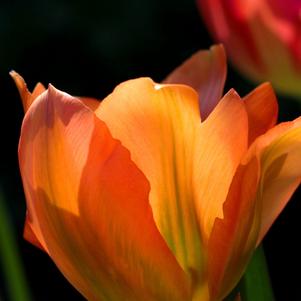 Tulip Fosteriana Orange Emperor/Orange Briljant