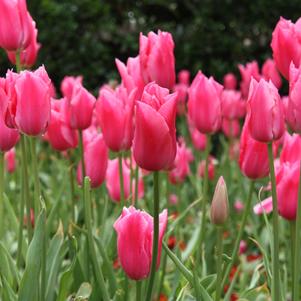 Tulip Fosteriana Pink Emperor
