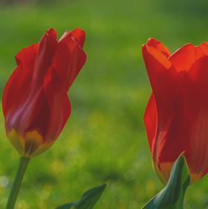 Tulip Fosteriana Red Emperor