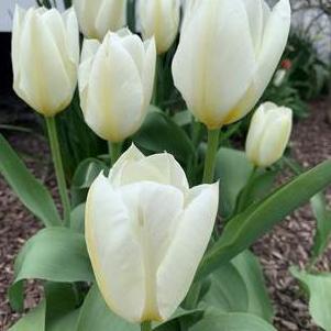 Tulip Fosteriana White Emperor/Purissima