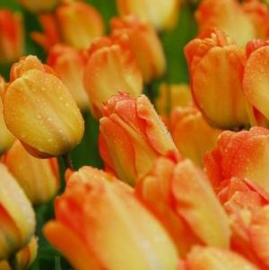 Tulip Darwin Hybrid Daydream