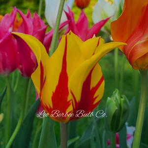 Tulip Lily Flowering Fireworks