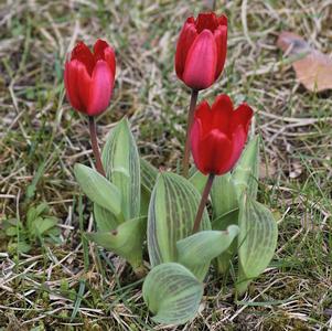 Tulip Greigii Red Riding Hood