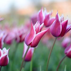 Tulip Lily Flowering Claudia