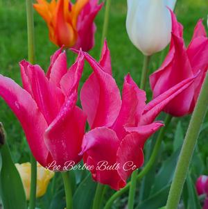 Tulip Lily Flowering Mariette