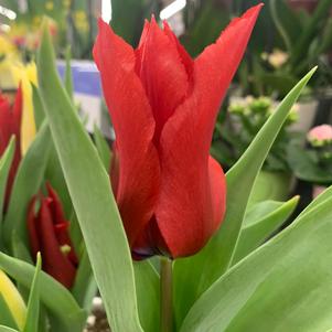 Tulip Lily Flowering Red Shine