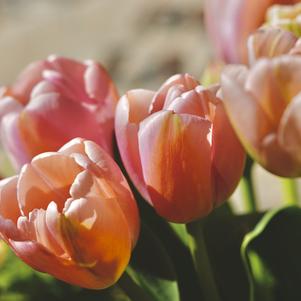 Tulip Single Early Apricot Beauty