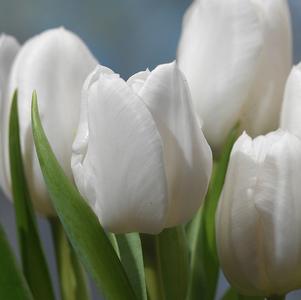 Tulip Triumph Antartica/White Dream