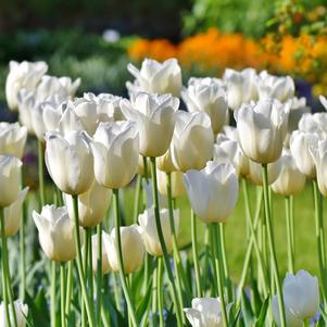 Tulip Triumph Jumbo White