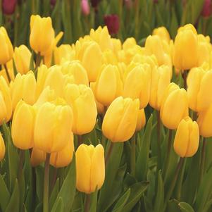 Tulip Triumph Yellow Flight