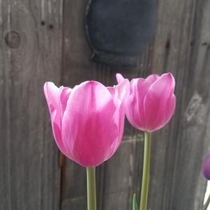Tulip Triumph Early Glory