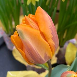 Tulip Triumph Princess Irene