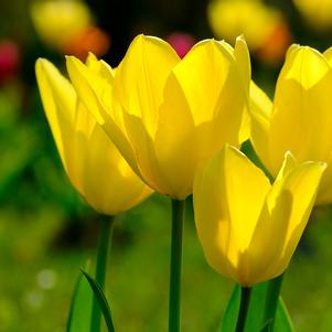 Tulip Triumph Yellow Present