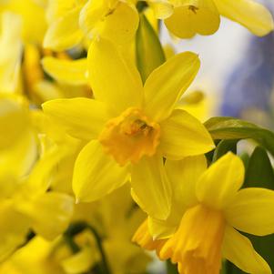 Precooled Daffodil Miniature Tete a Tete