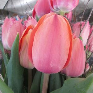 Precooled Tulip for Cut Apricot Impression