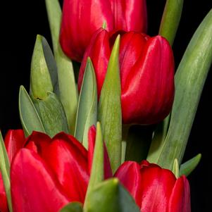 Precooled Tulip for Pot Pallade