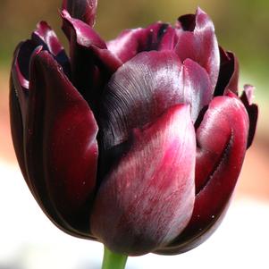 Precooled Tulip for Cut Palmyra