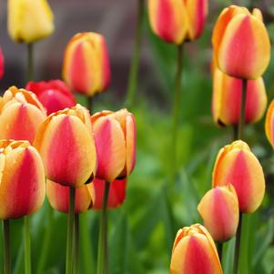 Tulip Darwin Hybrid Apeldoorn's Elite