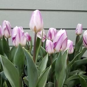 Precooled Tulip for Pot Flaming Flag