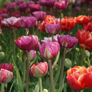 Tulip Double Early Mixed