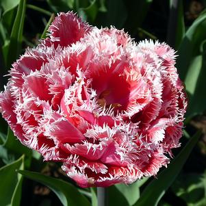 Tulip Fringed Queensland (double)