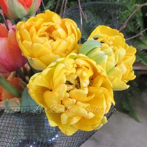 Tulip Double Late Yellow Pomponette