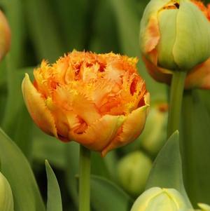 Tulip Fringed Sensual Touch (double)