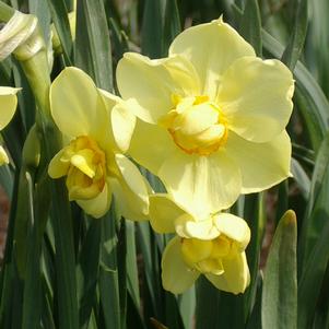 Daffodil Double Yellow Cheerfulness