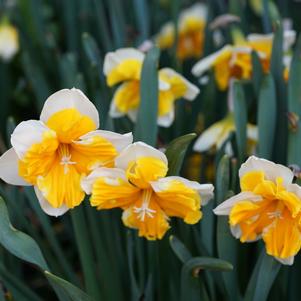 Daffodil Split Cupped Orangery