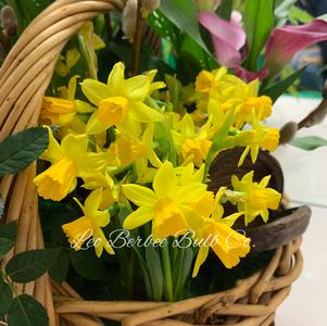 Daffodil Miniature Tete a Tete