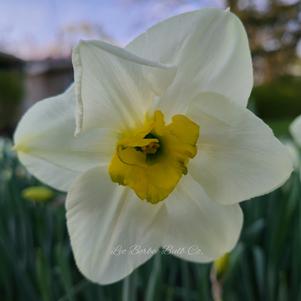 Daffodil Small Cupped Green Eyes