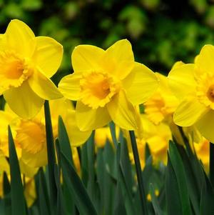 Daffodil Large Cupped Carlton