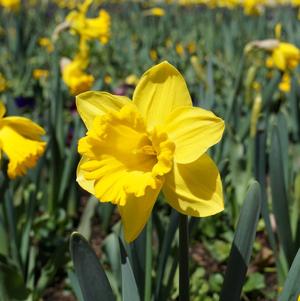 Daffodil Trumpet Golden Harvest