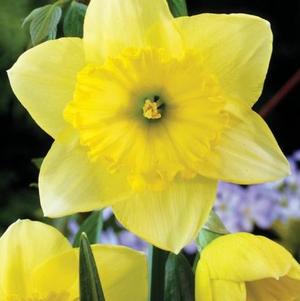Daffodil Large Cupped St Patricks Day