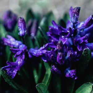 Hyacinth Springfield