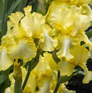Iris Germanica Yellow