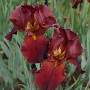Iris Germanica Grateful Red