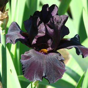 Iris Germanica Black Lipstick