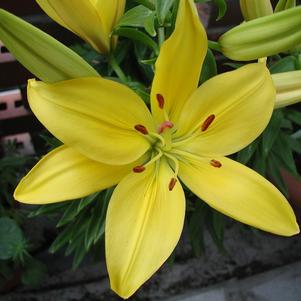 Lilies Longiflorum Asiatic Golden Tycoon