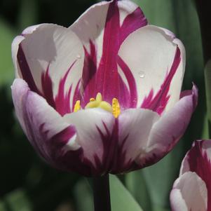 Tulip Triumph Blueberry Ripple