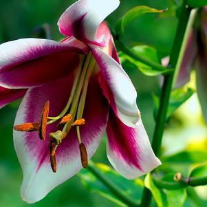 Lilies Oriental Trumpet Frisco