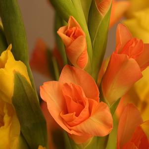 Gladiolus Prince of Orange