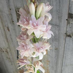 Polianthes Tuberosa Pink Sapphire