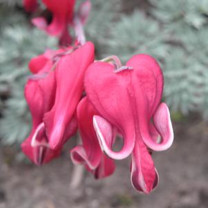 Dicentra Kings of Hearts