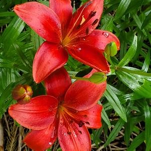 Lilies Asiatic Red Country